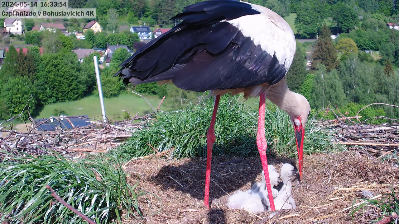 Tiešraidē no uzņēmuma KARA stārķa skursteņa Bohuslavicē pie Trutnovas 12-17-59 screenshot