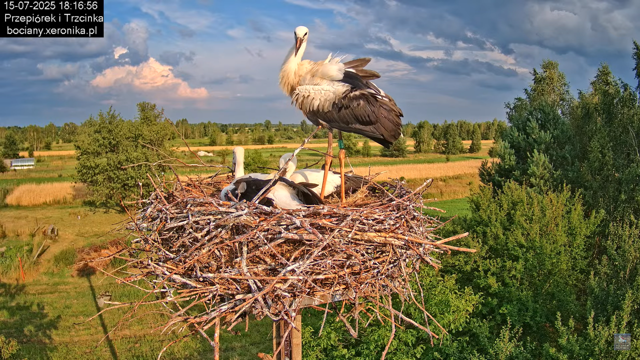 15072025bociany34