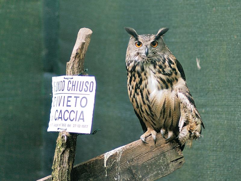 http://www.informarexresistere.fr/wp-content/uploads/2011/07/gufo-reale.jpg