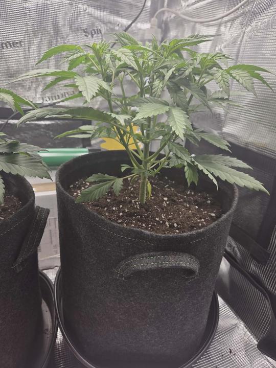 Messenger creation 518FE17B 4603 46F2 8543 07BB5BCA3552