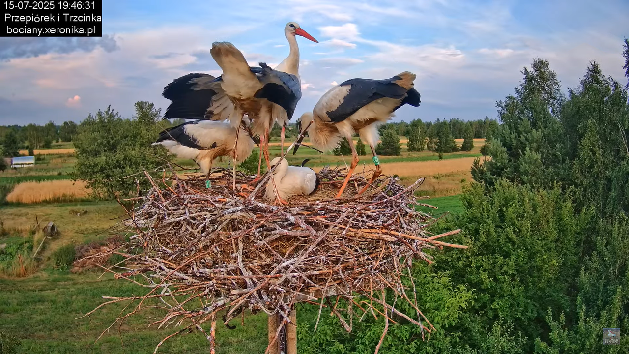15072025bociany39