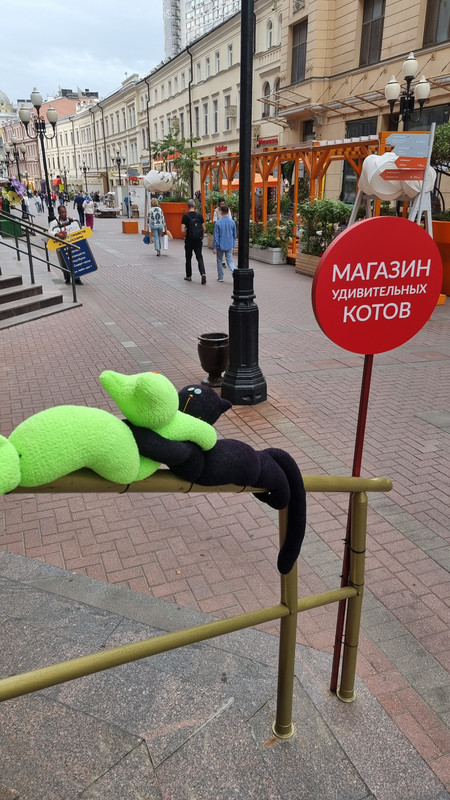 замечательные коты Изображение