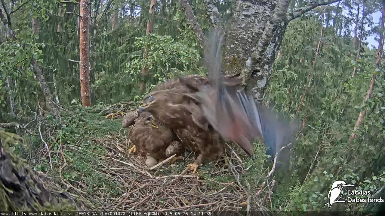 Mazais ērglis (Clanga pomarina), ligzda bērzā 17-40-59 screenshot