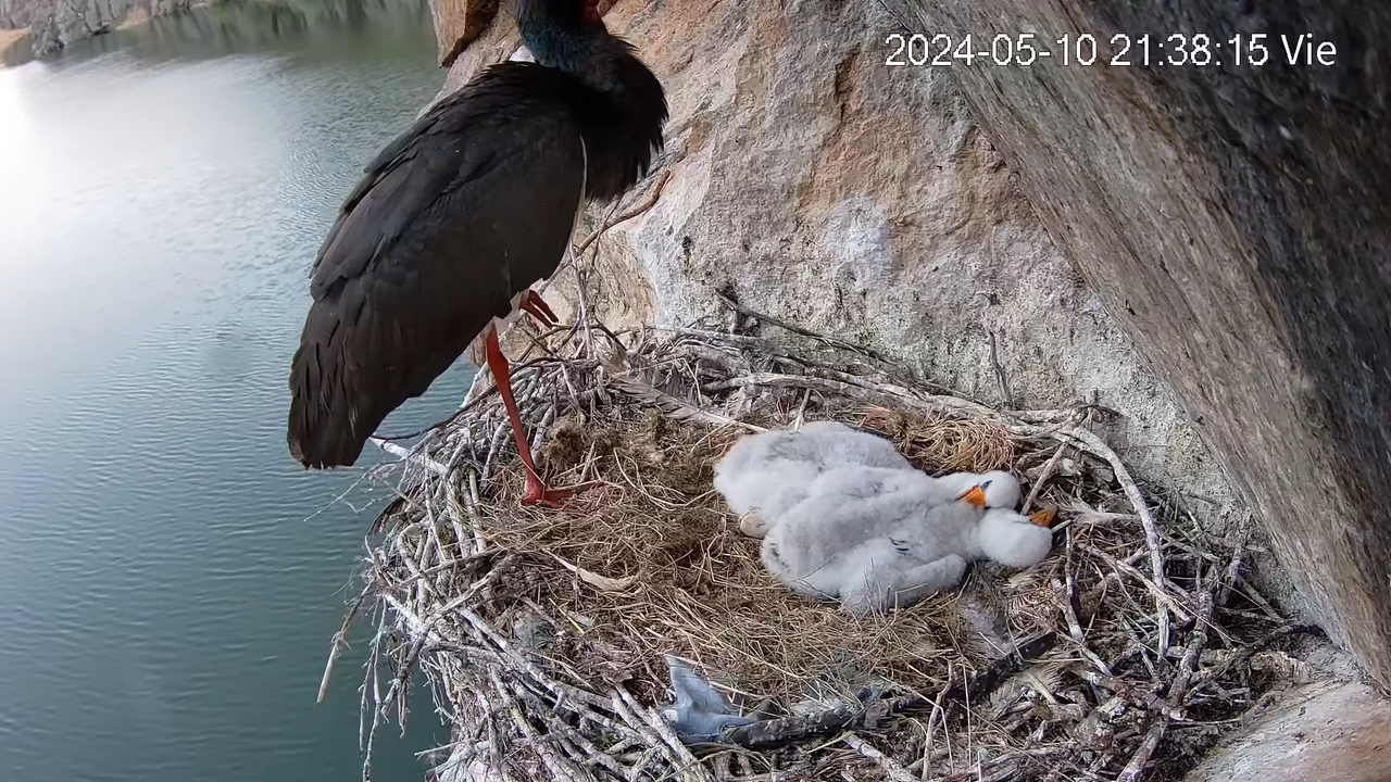 Cigüeña Negra en Tajo Internacional 12-29-45 screenshot