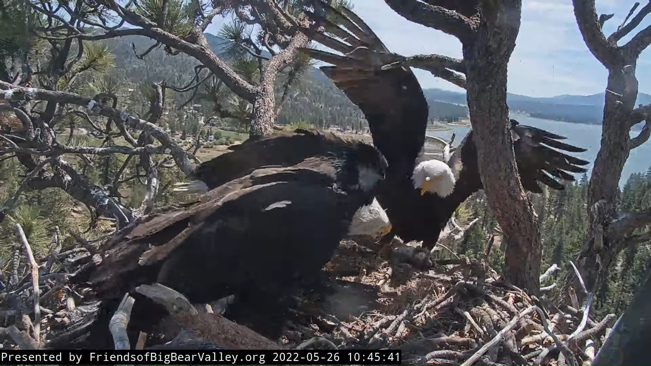 Big Bear Bald Eagle Live Nest Cam 11-7-26 screenshot (3)