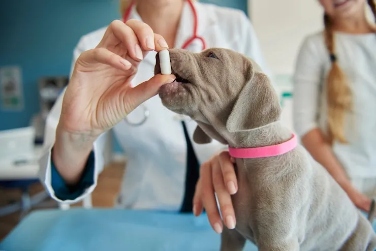 Dog Vaccination Arrange (Puppies & Adults)