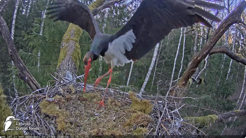 Screenshot 2026 04 23 at 19 55 53 (10) LDF Melnais stārķis (Ciconia nigra) Ogres novadā You Tube