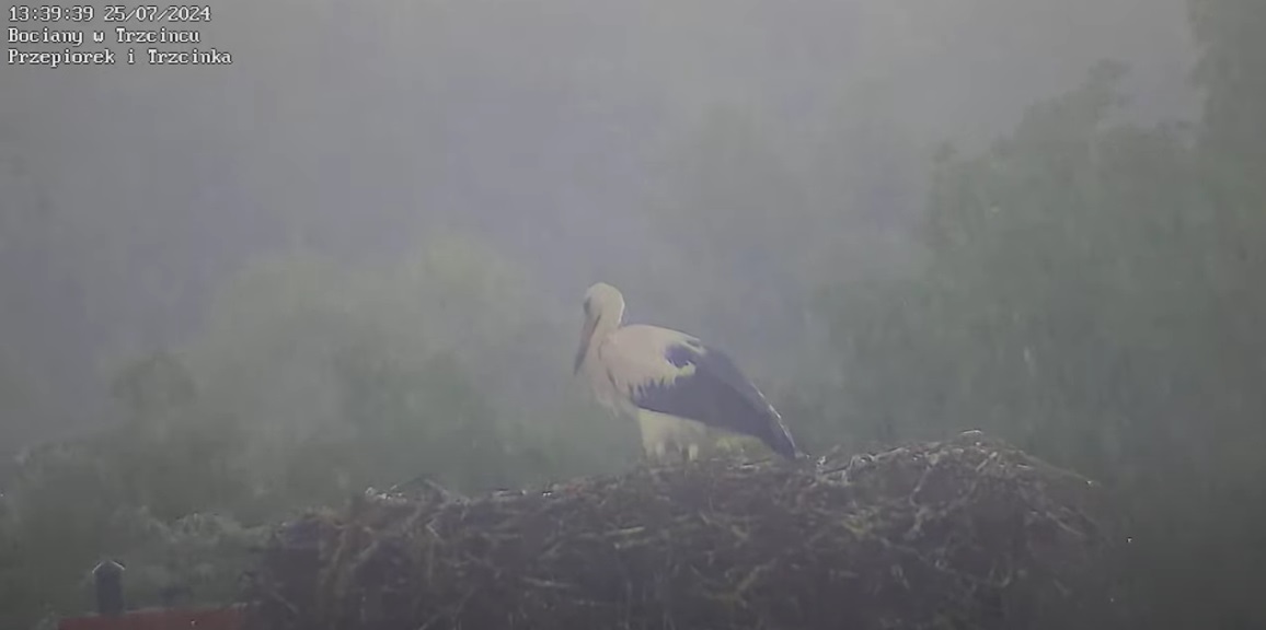 bocianekwdeszczu
