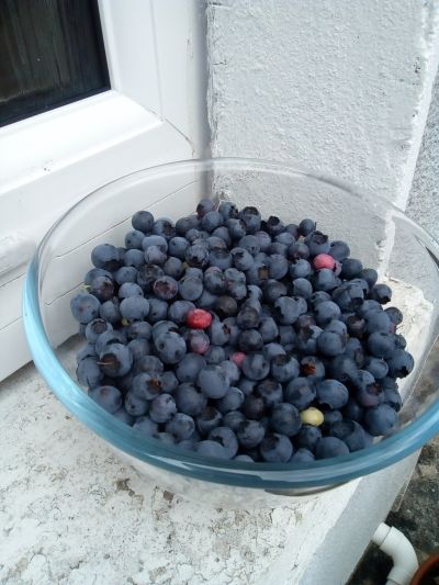 blueberries2.jpg