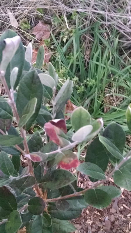 IMG_20141202_172129103