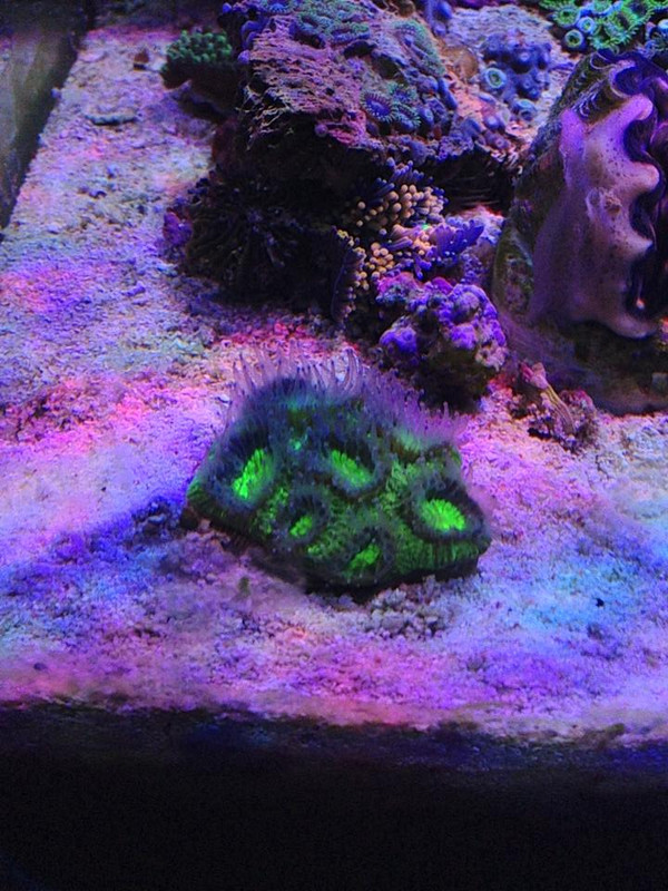 gonisatrea whòjhlakjhsl