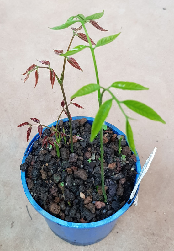 black pulisan seedling