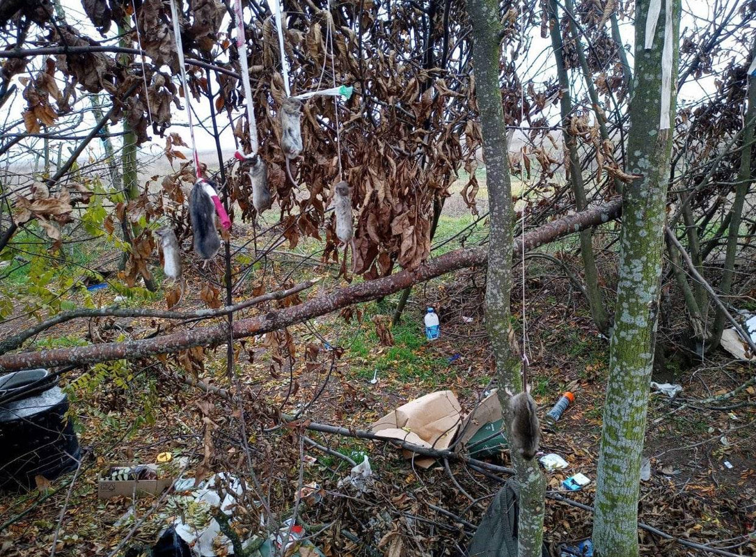 В Херсонской области оккупанты повесили краснокнижных хомяков