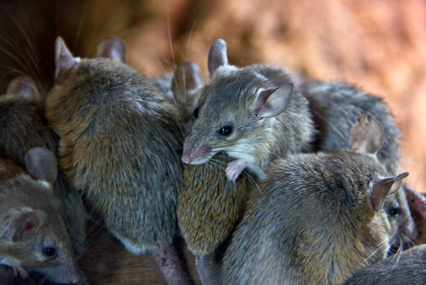 Orlando Wildlife Removal