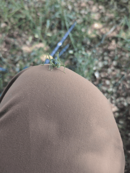 A green cricket on the knee of a man