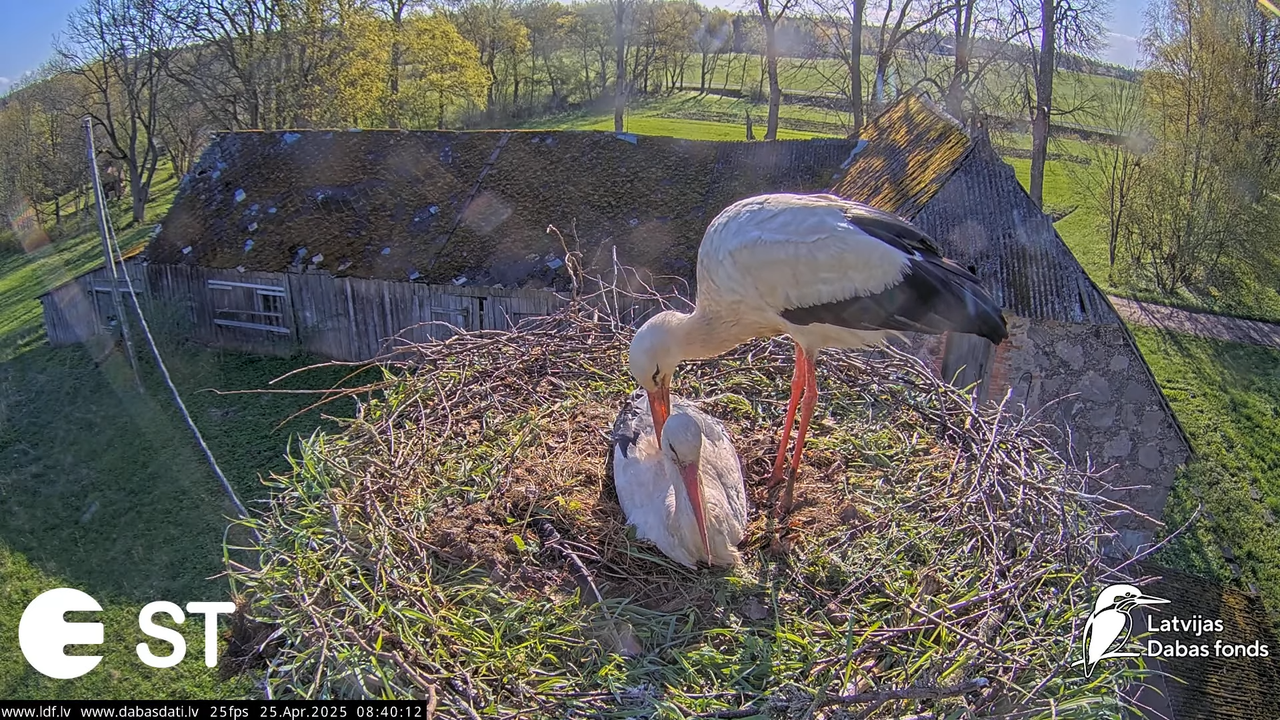 (26) Baltie stārķi (Ciconia ciconia) Tukuma novadā __ White storks in Tukums, Latvia - YouTube - 405