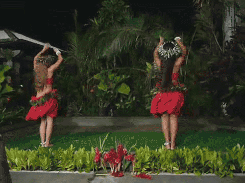 https://i.postimg.cc/2jdV4GYx/hawai-o1-500.gif