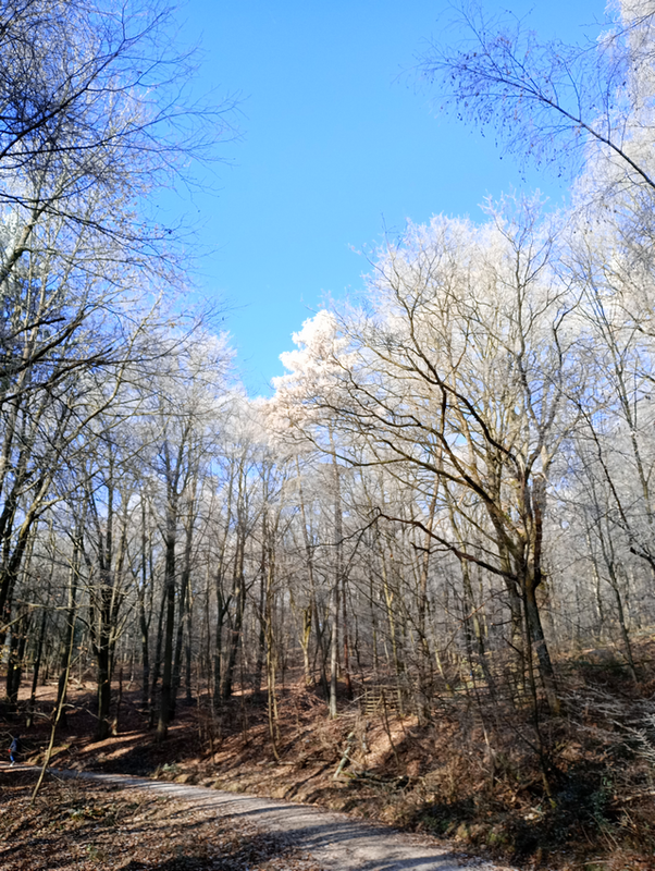 Reif auf den Baumwipfeln, November 2025, Taunussteig