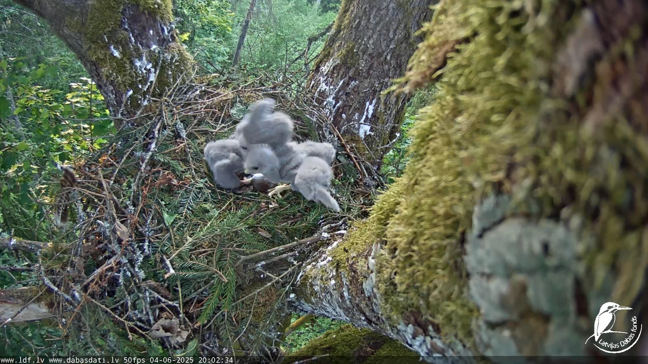 Melnās klijas (Milvus migrans) Kurzemē_ peļu klijāni (Buteo buteo) 13-26-54 screenshot