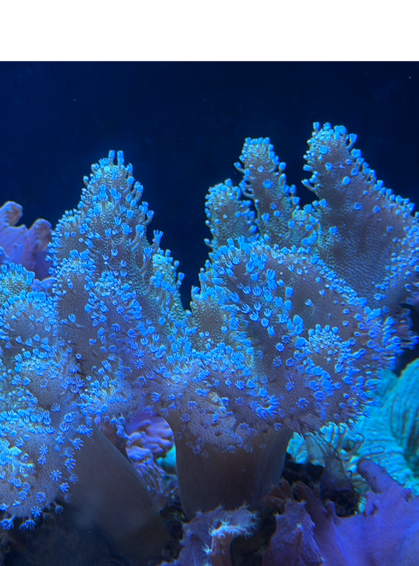 [Image: Soft-Coral4.png]