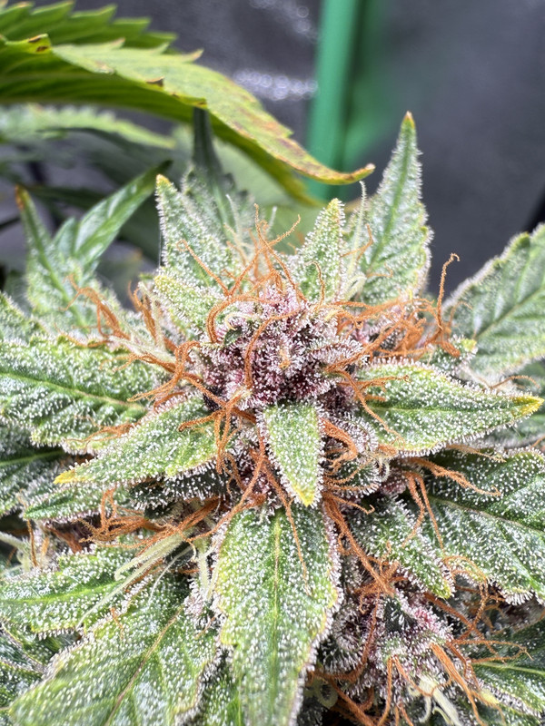 D96AAA59-967B-4E4D-AD17-98AA28A6CD81