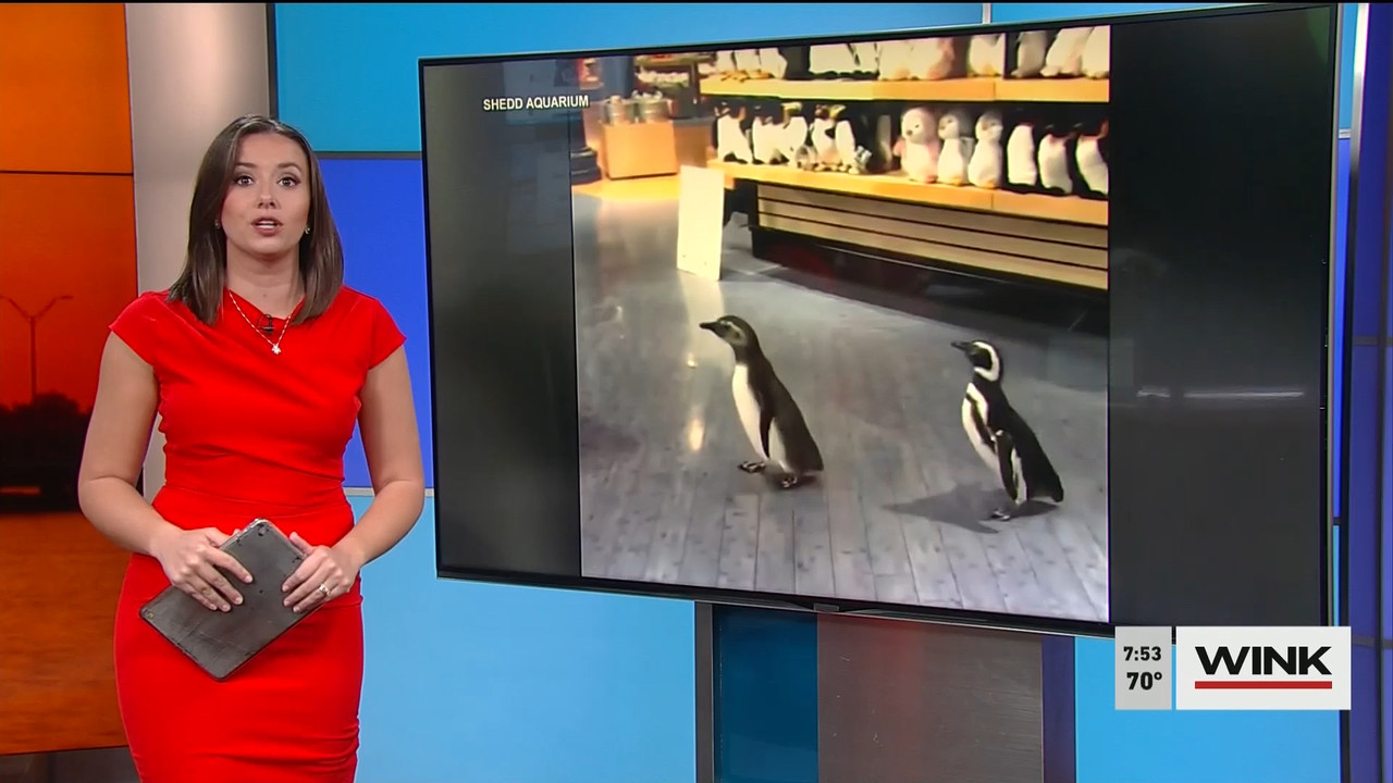 02.14 - 11.00.00 - WINK News @ 6 00AM Sunday. Local news, sports and ..._001.ts_snapshot_02.27.250