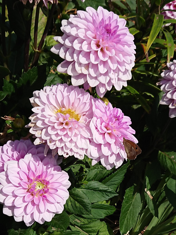 [Image: DSC-2903.jpg]