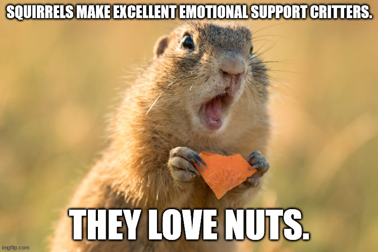 emo-squirell2.jpg