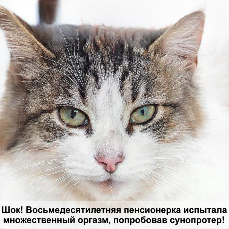 британская кошка тигровый окрас