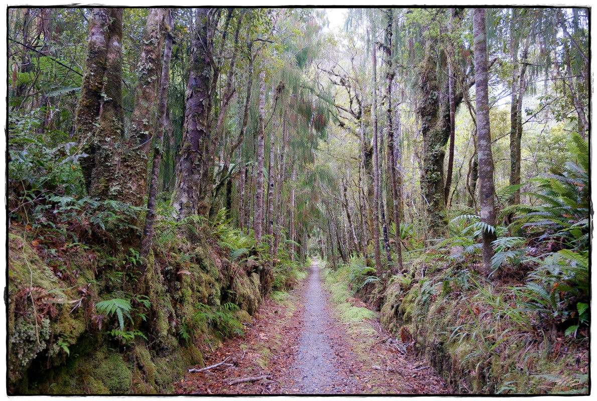 The Old Ghost Road (marzo 2024) - Escapadas y rutas por la Nueva Zelanda menos conocida (78)