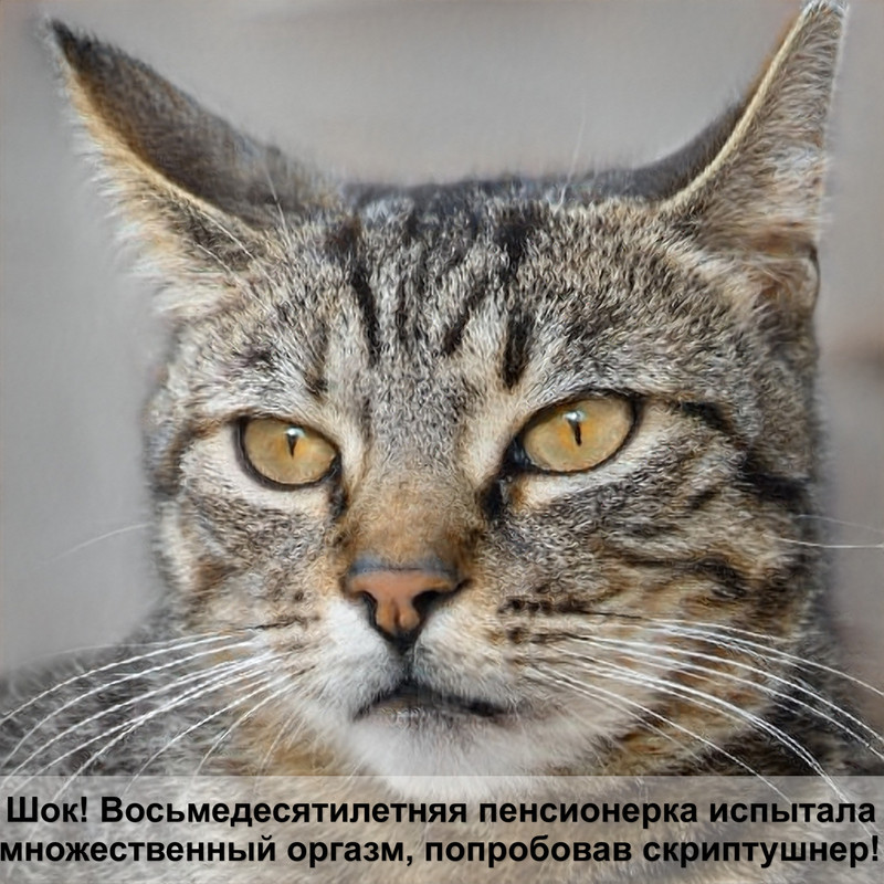 самая большая кошка из семейства кошачьих