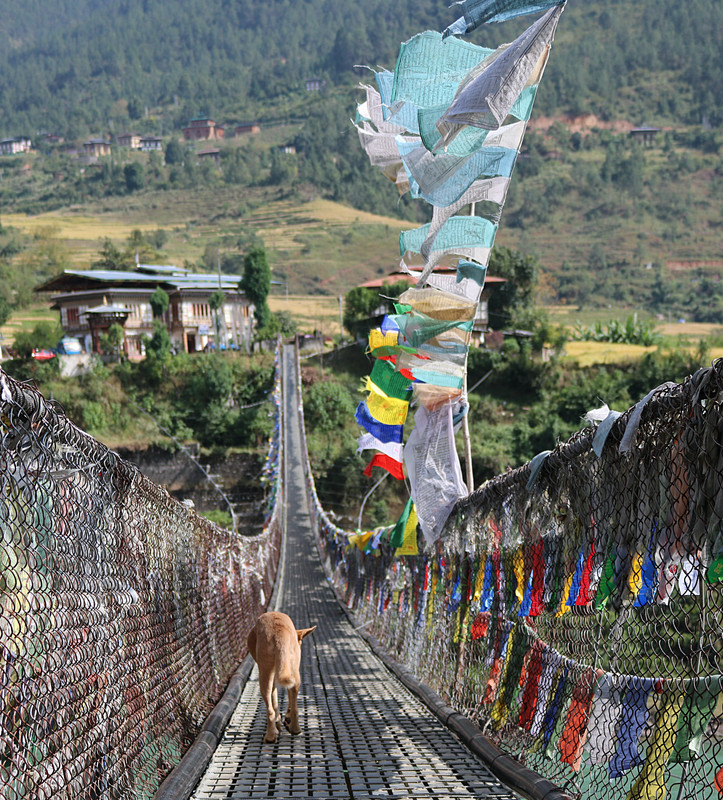 how to get to Punakha suspension bridge