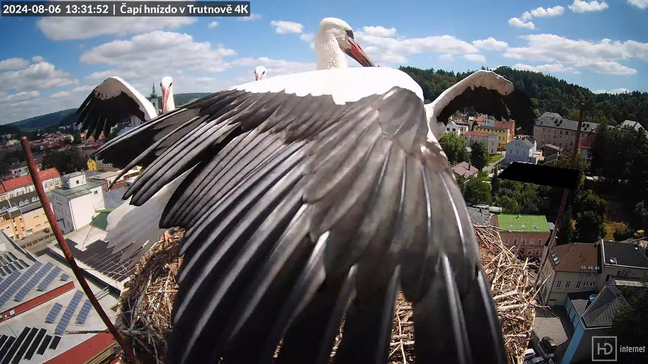Tiešraidē no stārķa ligzdas uz alus darītavas skursteņa Trutnovā 16-12-2 screenshot (1)