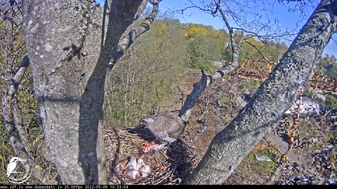 Vistu vanags (Accipiter gentilis) Rīgā - LDF tiešraide __ Goshawks, Riga, Latvia 13-58-5 screenshot