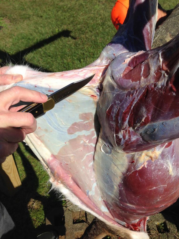 Buck-110-skinning-deer.jpg