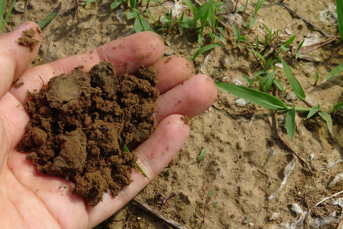 fertilizer-for-desert-rose-on-rainy-days.jpg