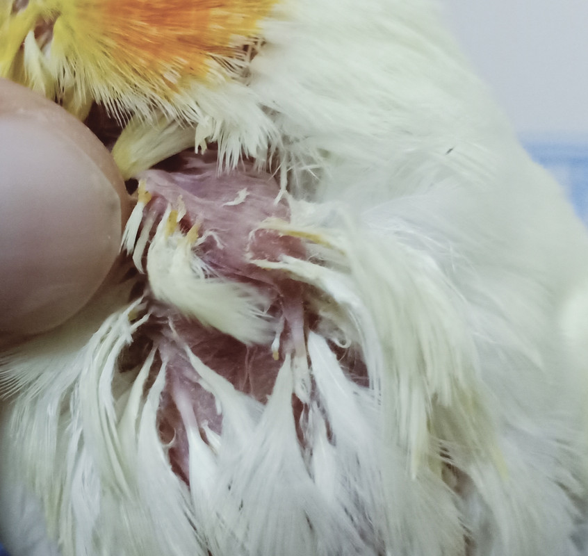 IMG_٢٠٢٠٠٧٠٨_١٩١٣٢٥