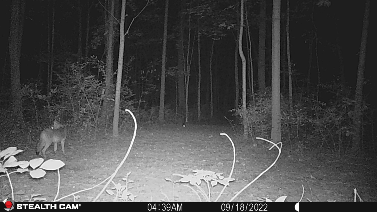 Resized_STC_0017_33858374041145