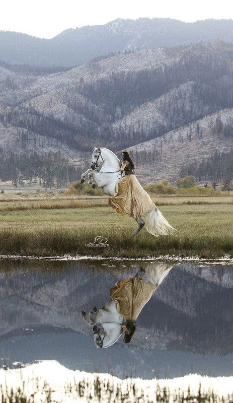 white-horse-new.jpg