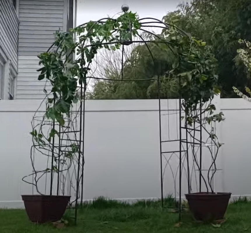 passionfruit outside