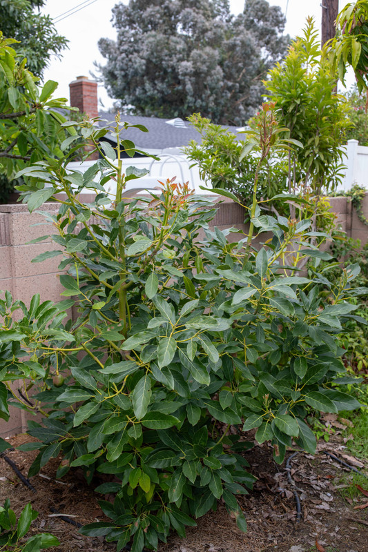 8U1A6264  Carmen Avocado Tree with Sharwil Graft (9-22-23)