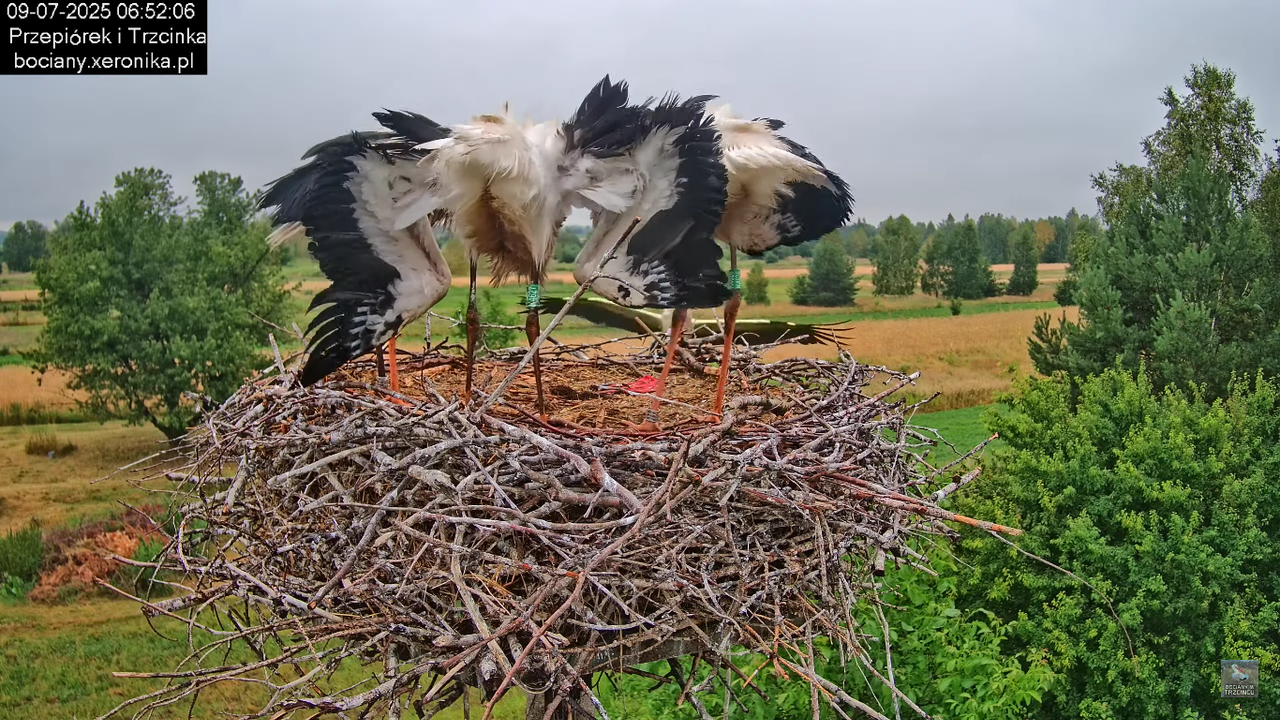 09072025bociany19