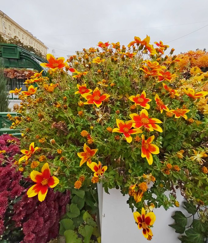 https://i.postimg.cc/2jxWFzhq/061-IMG-20241010-121654.jpg