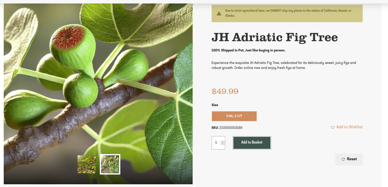 JH Adriatic Fig Tree - Just Fruits and Exotics