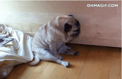 Cosas-que-solo-los-due-os-de-los-pugs-entenderan.gif