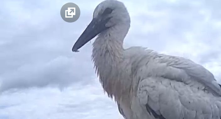 2019-07-08 10_17_42-Čápí hnízdo – Opera