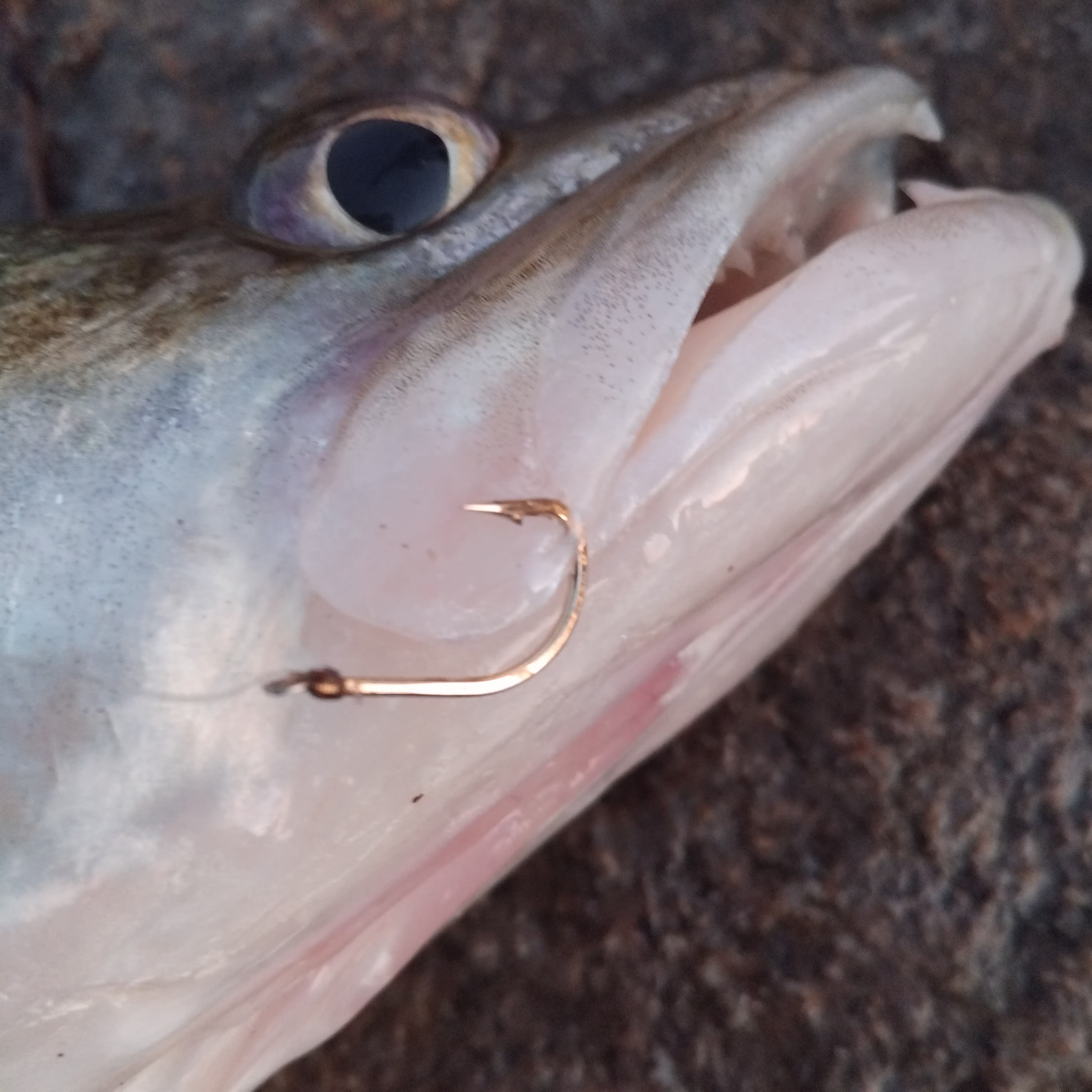 [Obrazek: IMG-20241127-155902.avif]