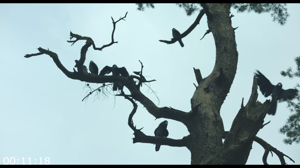 [Image: 6z1iy4hkerg6.png]