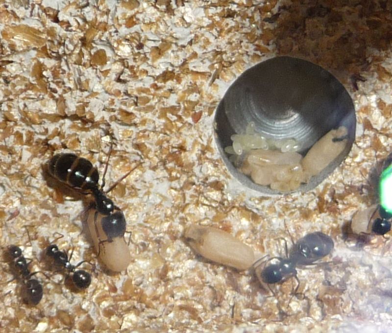 2504-Camponotus.jpg