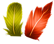 Halloweenpumpkitdnfeathers